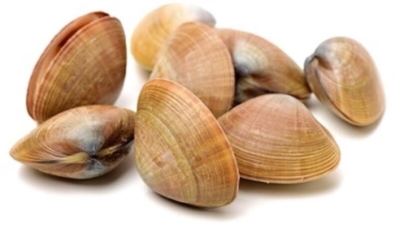 Baby Clams
